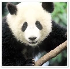 vrea .......? nup vrea fii urs panda?