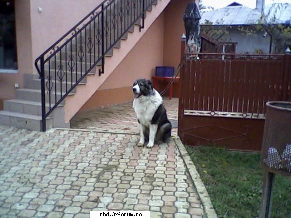 Notă pentru poză - Brota :) - Jocuri